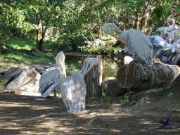 Tiergarten Schönbrunn am 03.10.2025
